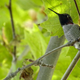 Image for article titled Hummingbirds dive to sing with their tails